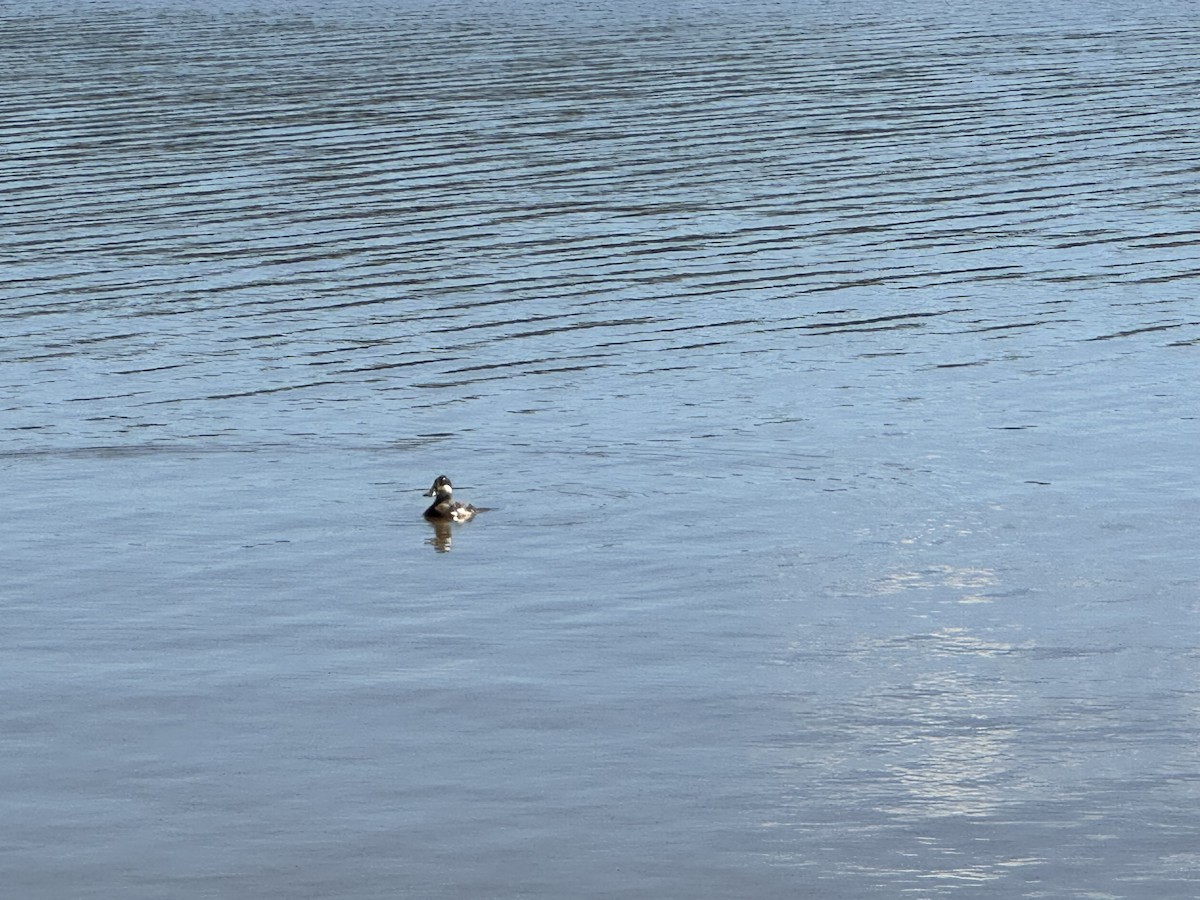 Ruddy Duck - Heather Mayer