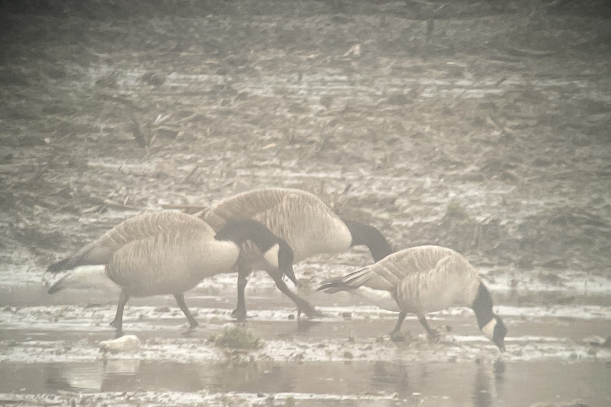 berneška malá (ssp. hutchinsii) - ML615898790