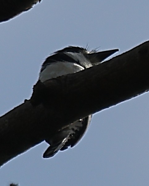 Pied Puffbird - ML615898820