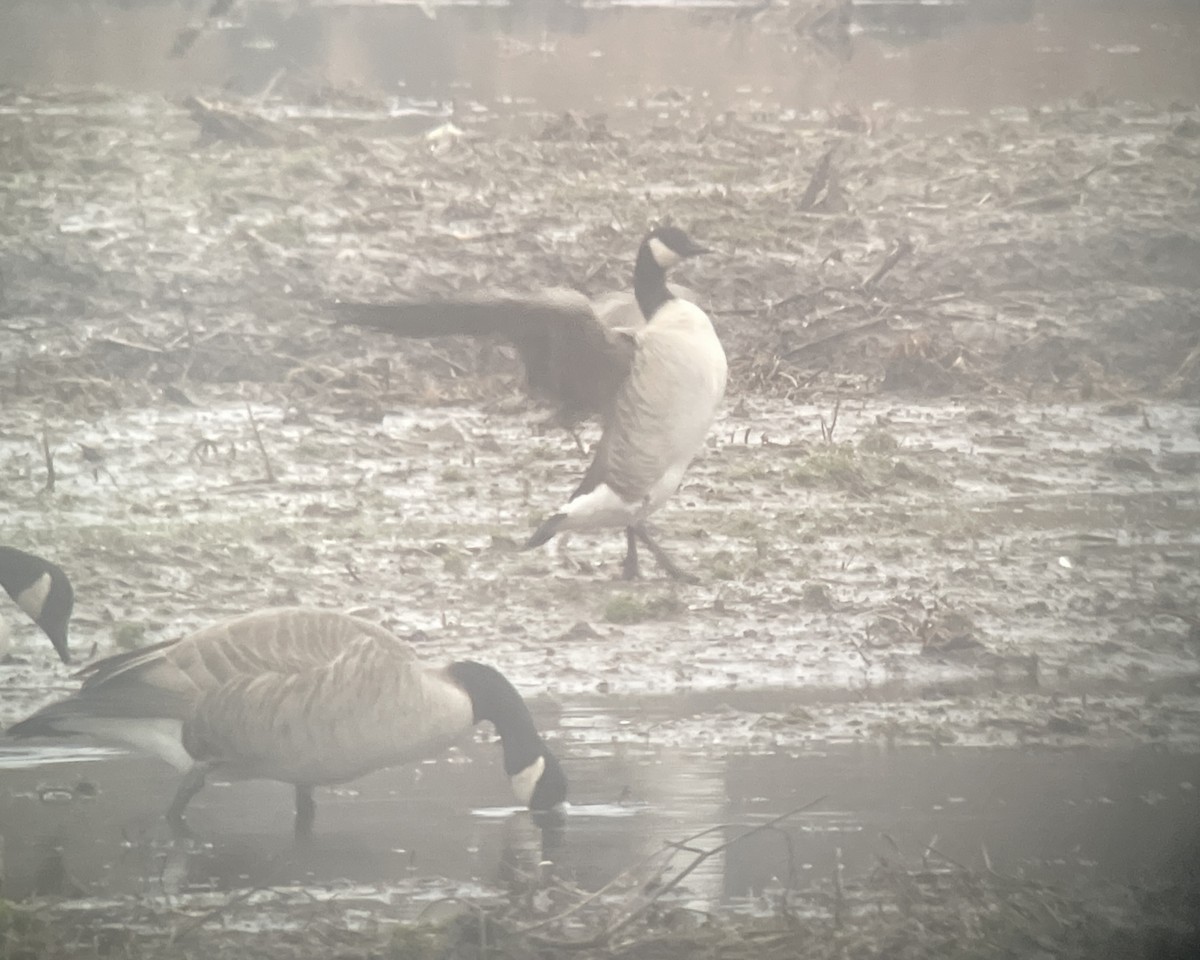 Cackling Goose (Richardson's) - ML615898824