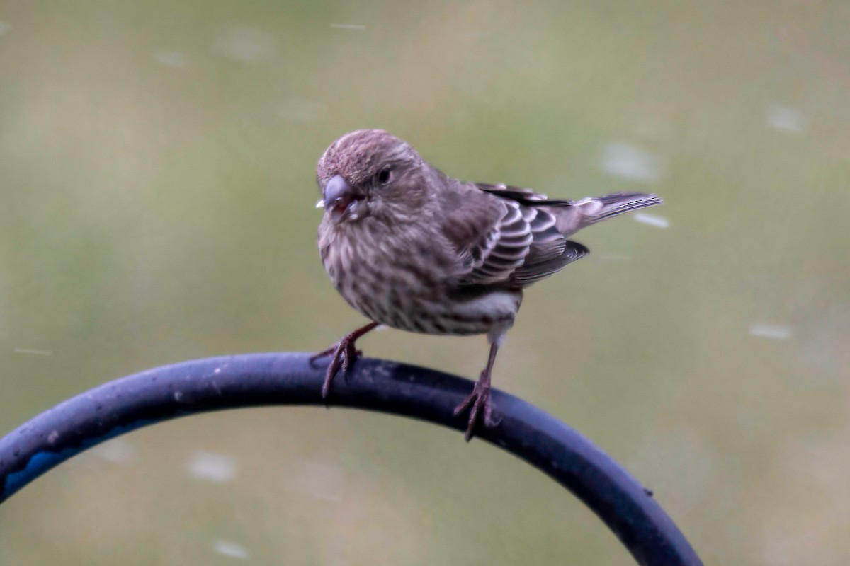 House Finch - LAURA FRAZIER