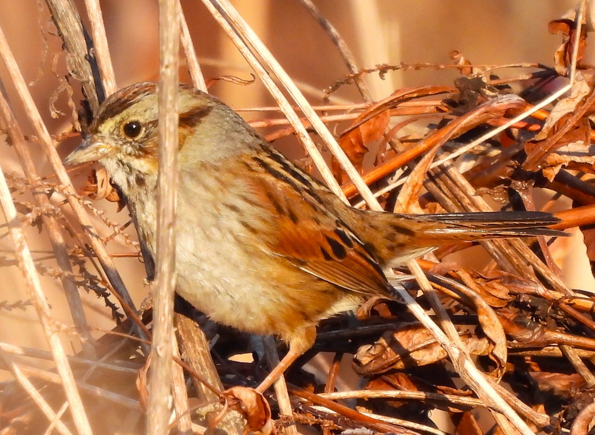 Swamp Sparrow - ML615898868