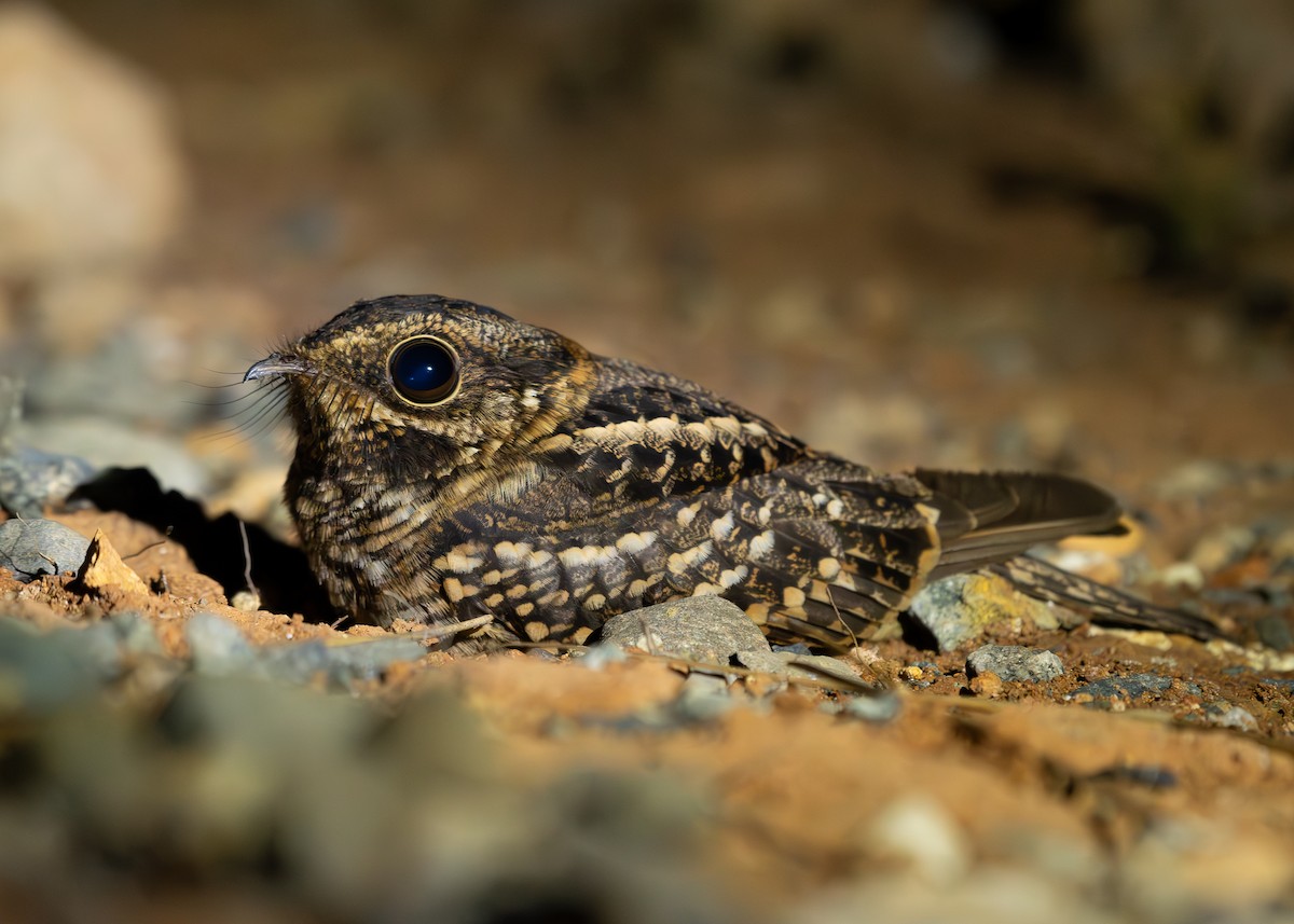 White-tailed Nightjar - Andres Paniagua