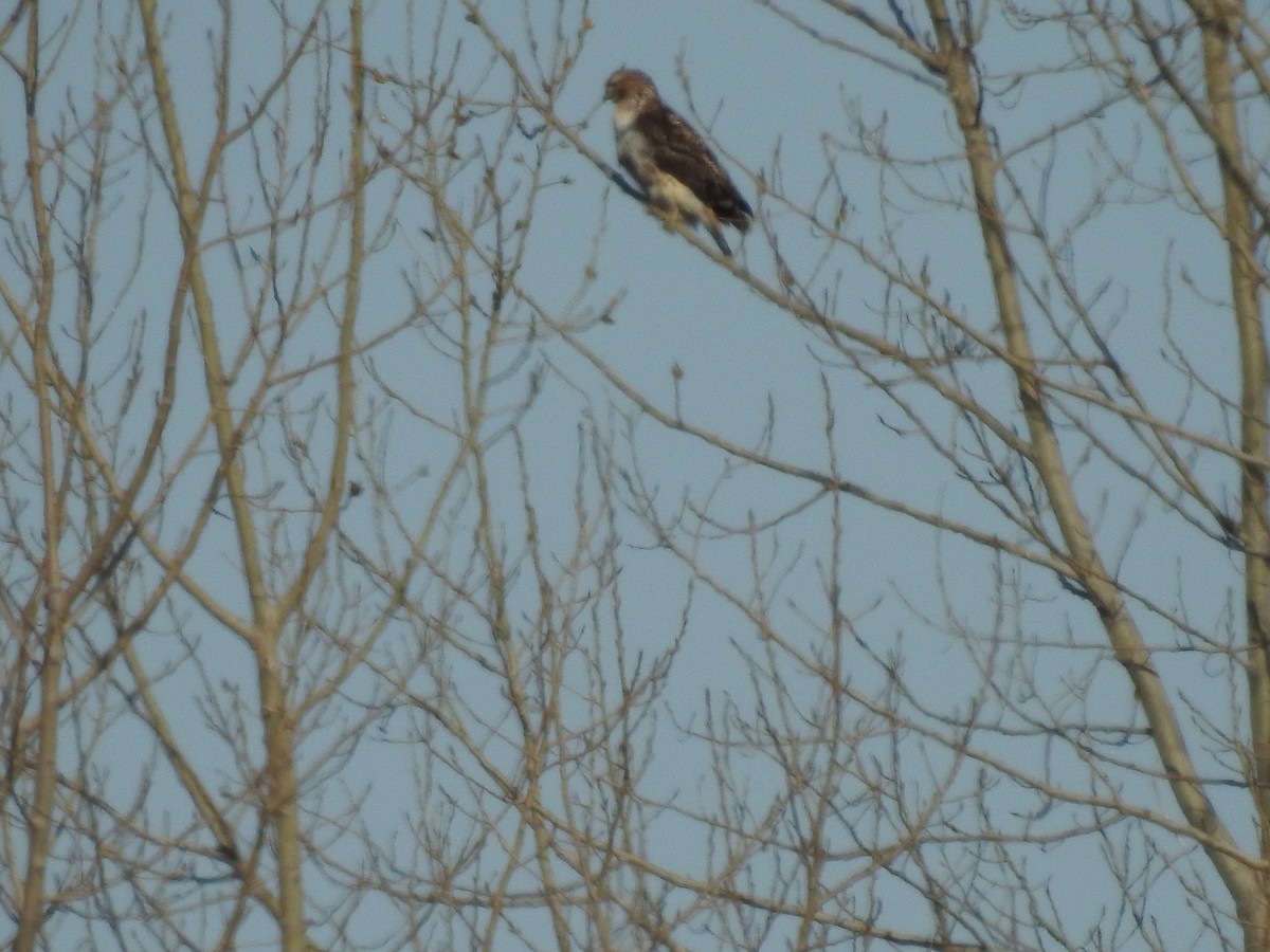 Red-tailed Hawk - ML615898941