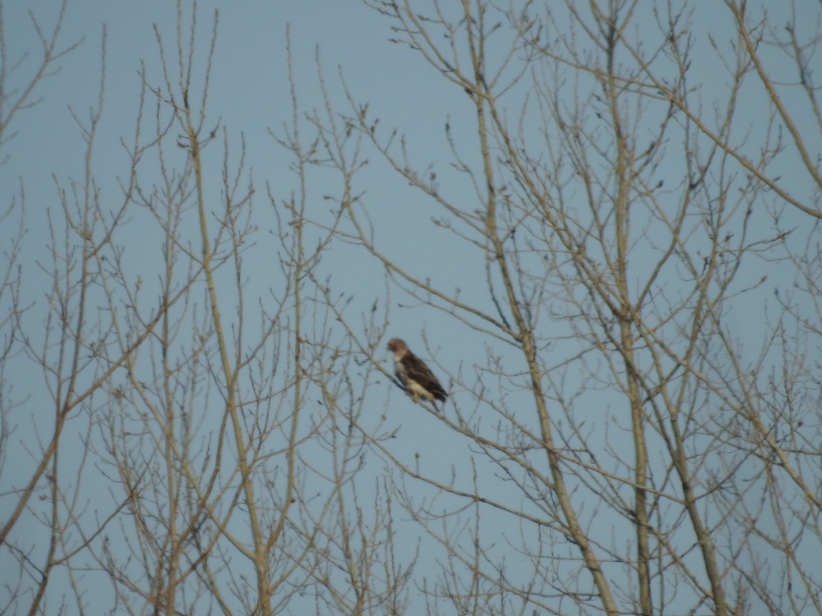 Red-tailed Hawk - ML615898946