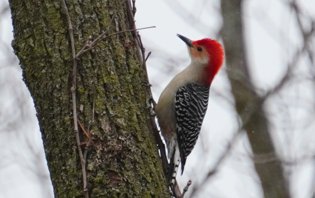 Red-bellied Woodpecker - ML615899020