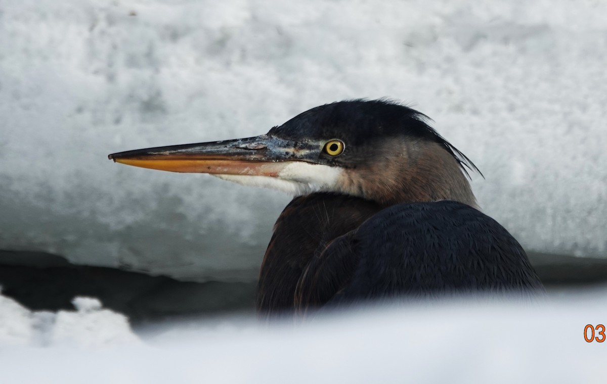 Great Blue Heron - Robin Collman