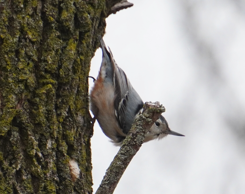 White-breasted Nuthatch - ML615899025