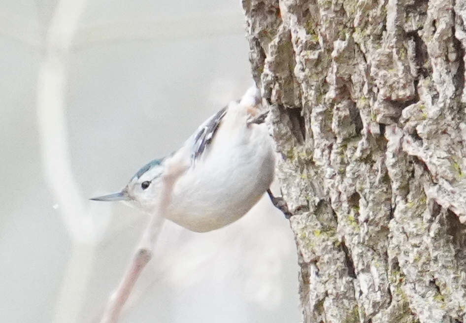 White-breasted Nuthatch - ML615899026