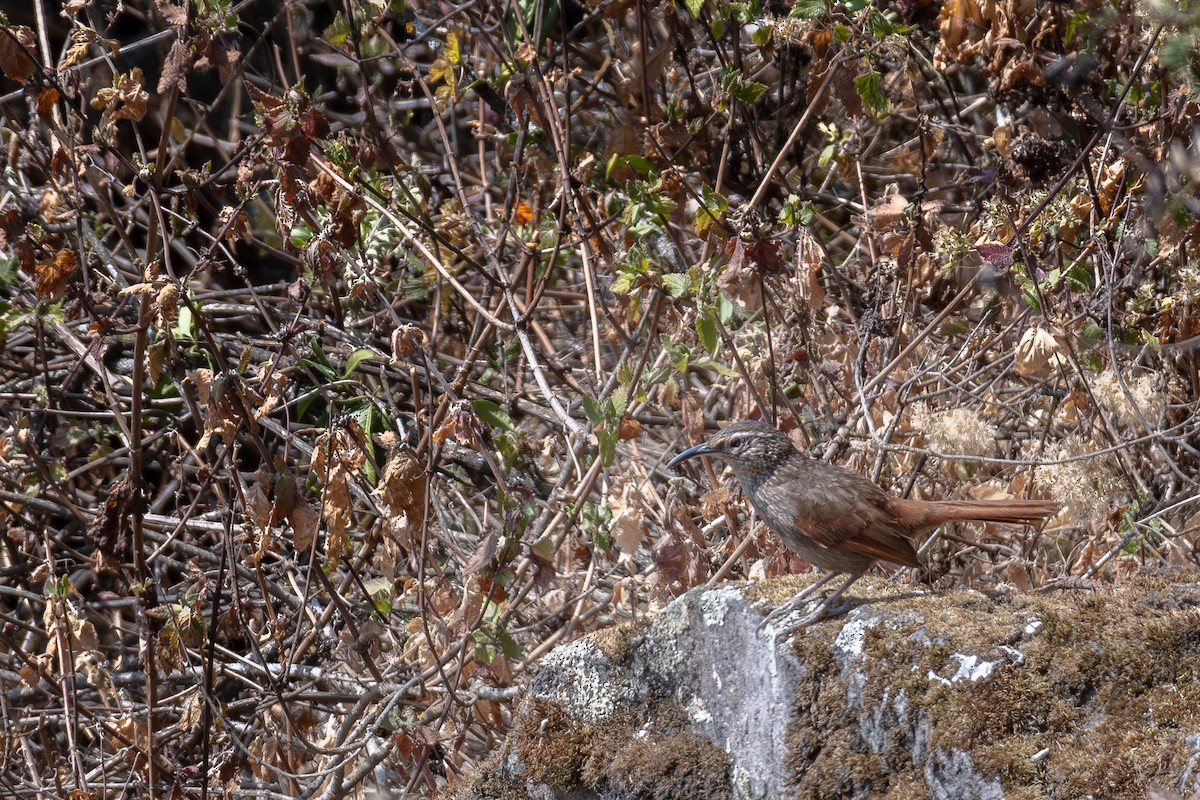 Striated Earthcreeper - ML615899099