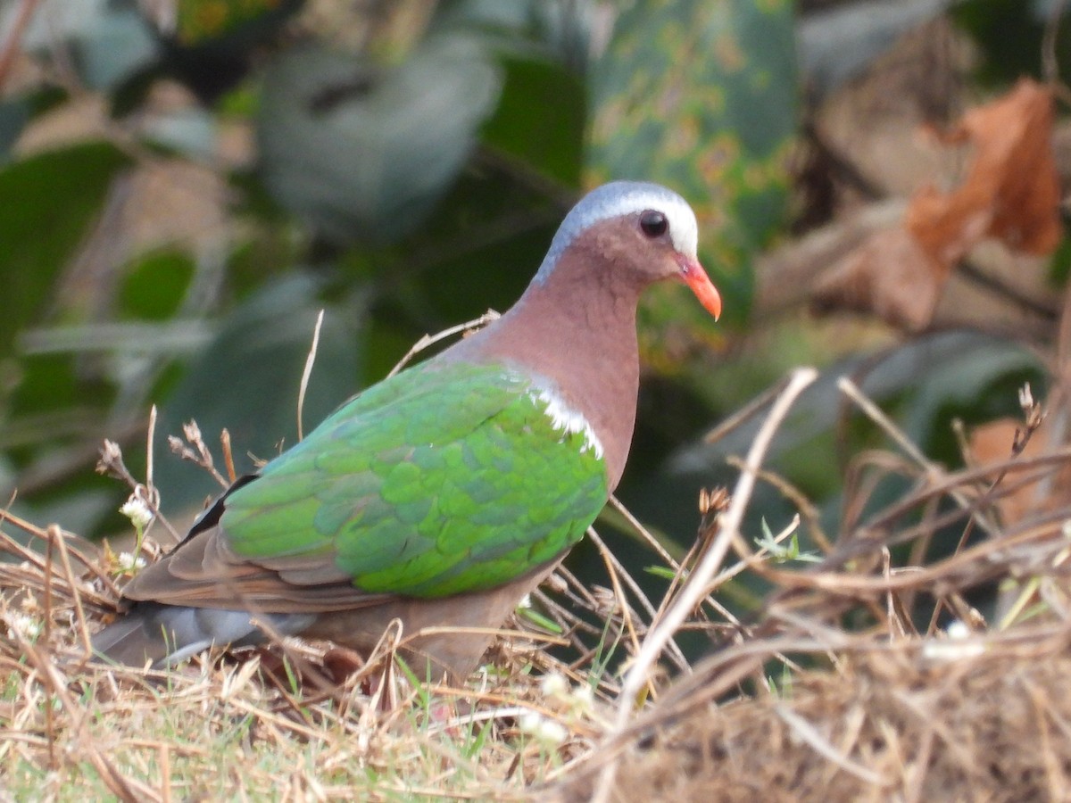 Asian Emerald Dove - ML615899116
