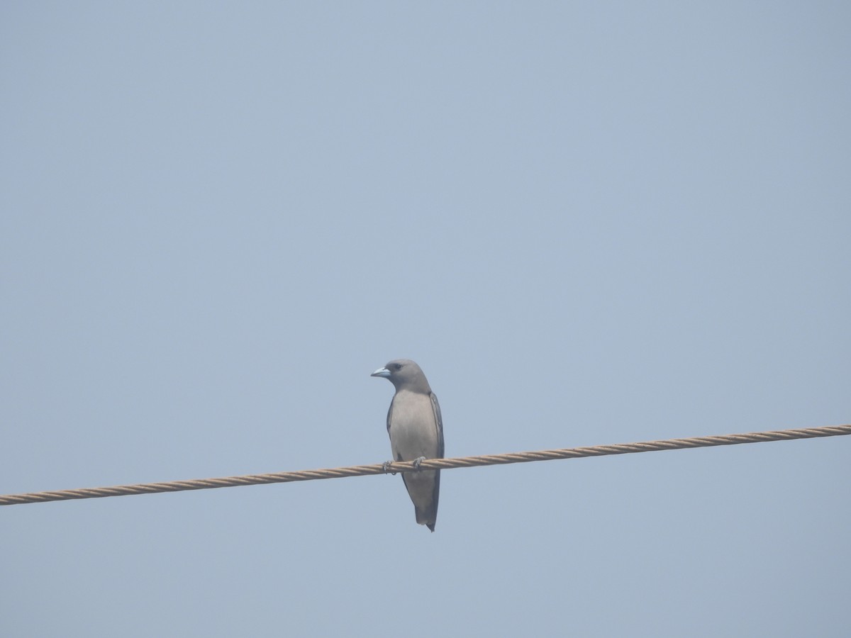 Ashy Woodswallow - ML615899137