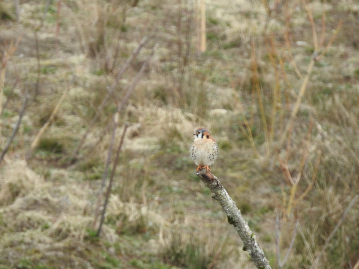 American Kestrel - ML615899142