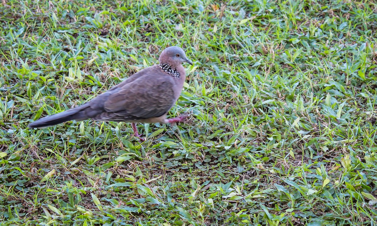 Spotted Dove - ML615899147