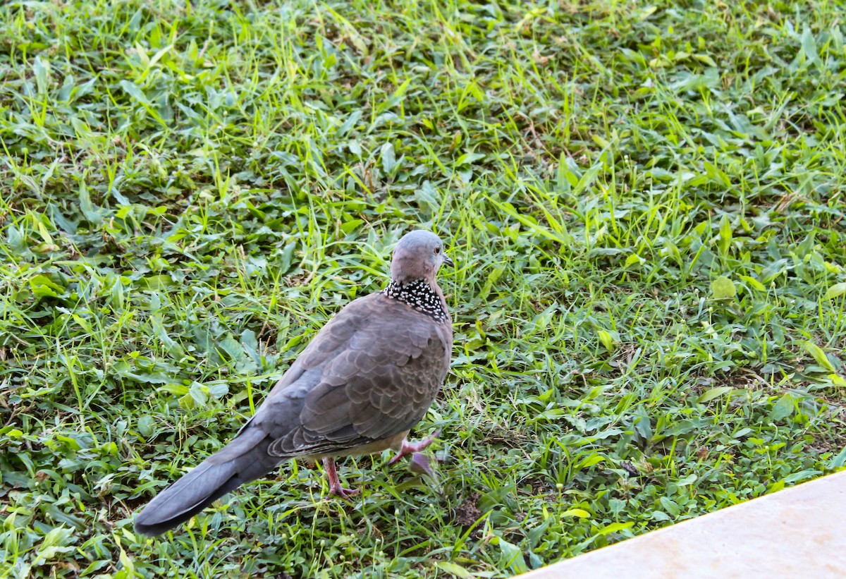 Spotted Dove - ML615899148