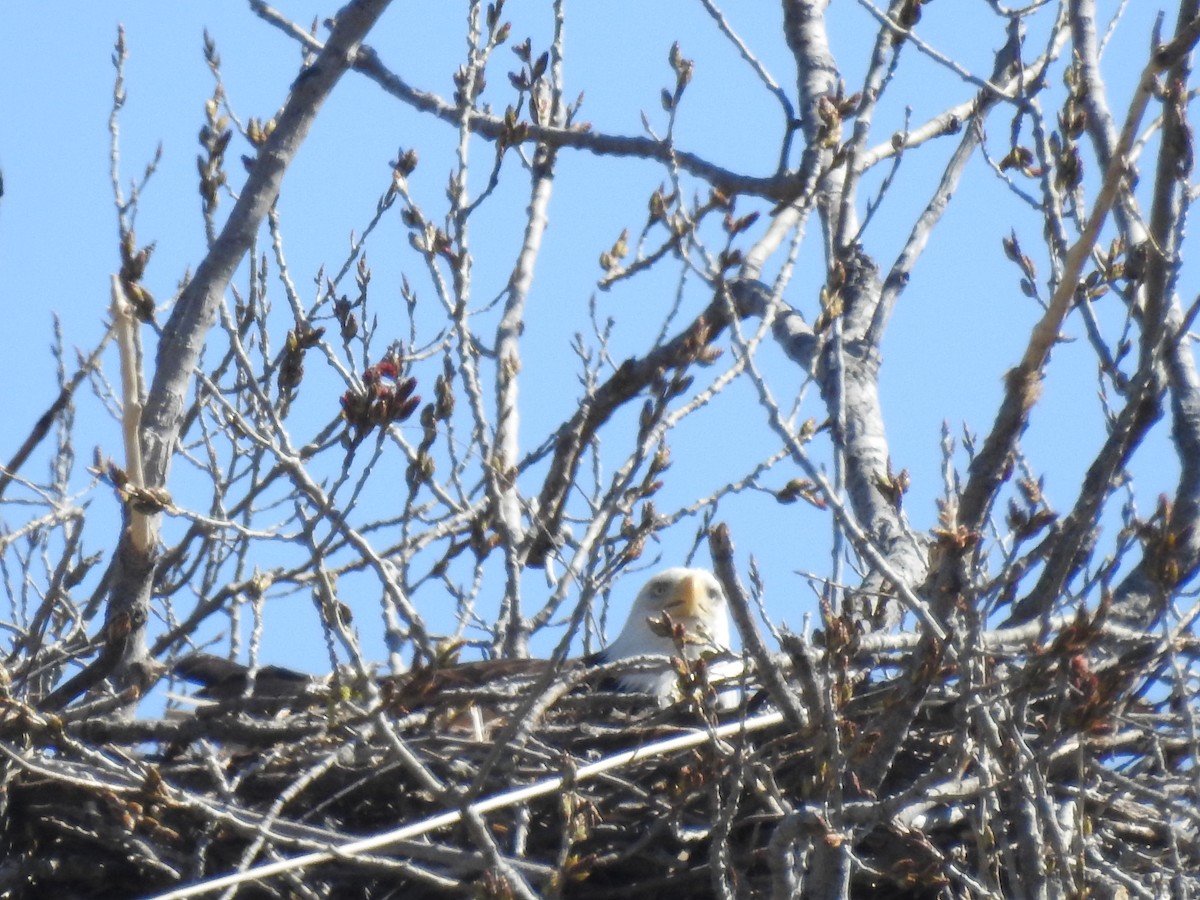 Белоголовый орлан - ML615899191