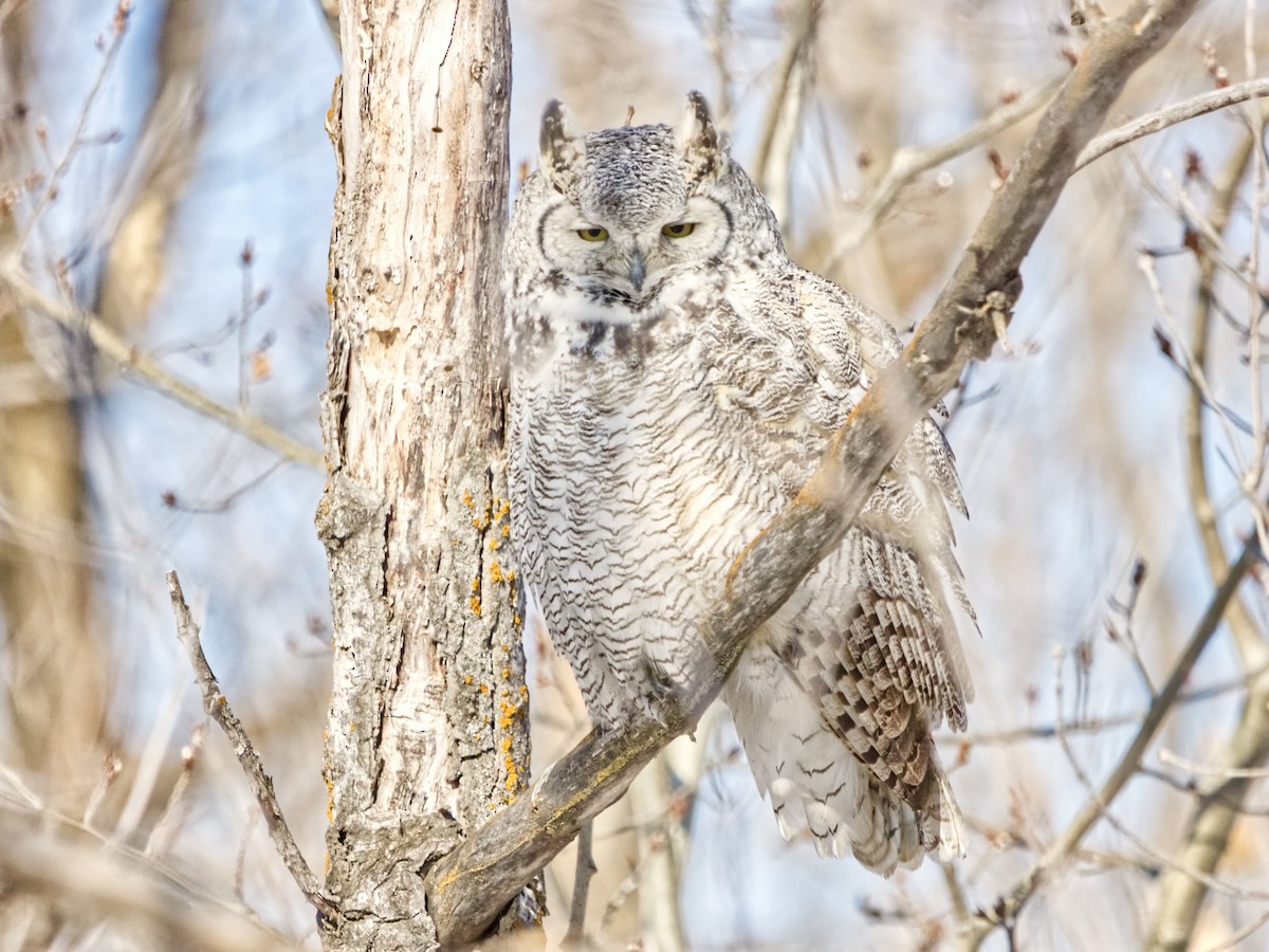 Great Horned Owl - ML615899203