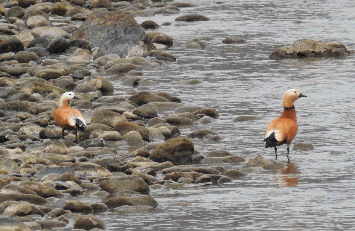 Ruddy Shelduck - Denis Kitel