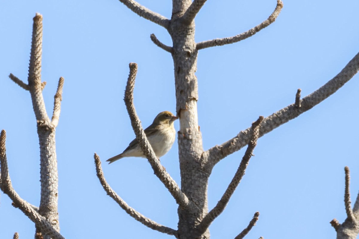 Cassin's Finch - ML615899224