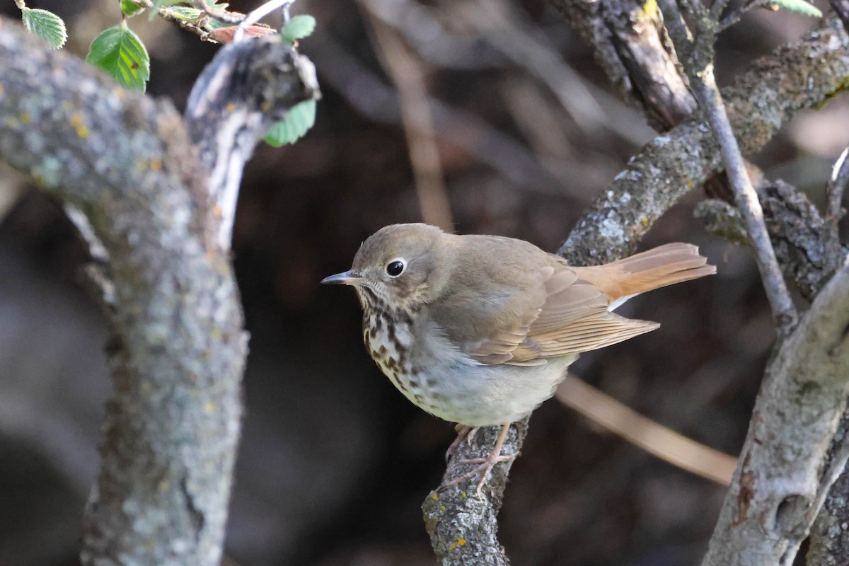 Hermit Thrush - Dan Hayes