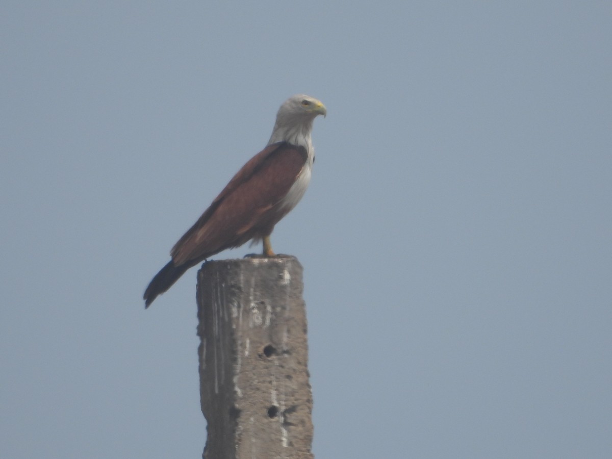 Brahminy Kite - ML615899232