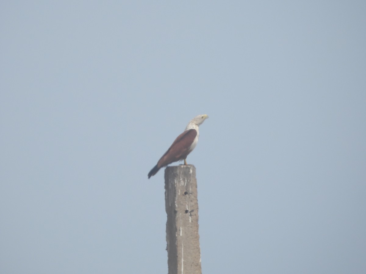 Brahminy Kite - ML615899233