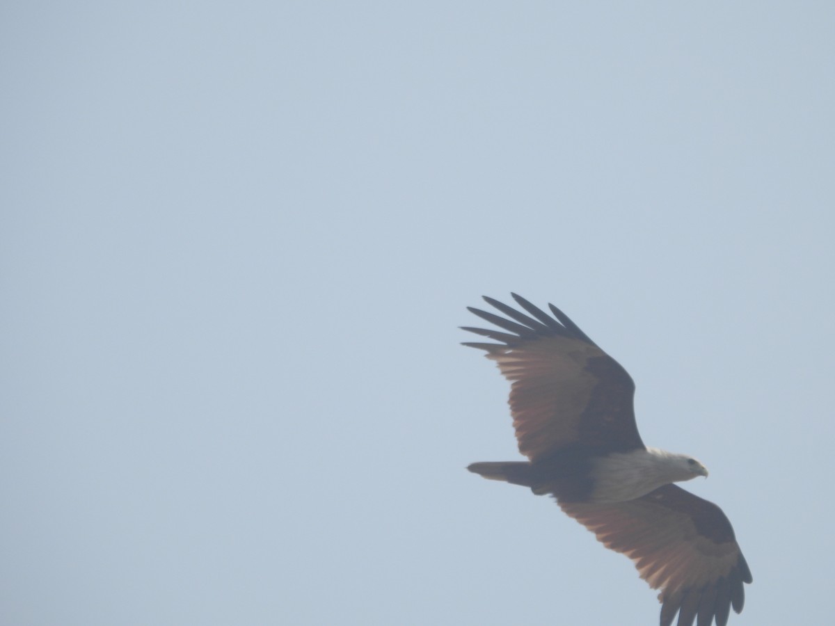 Brahminy Kite - ML615899234