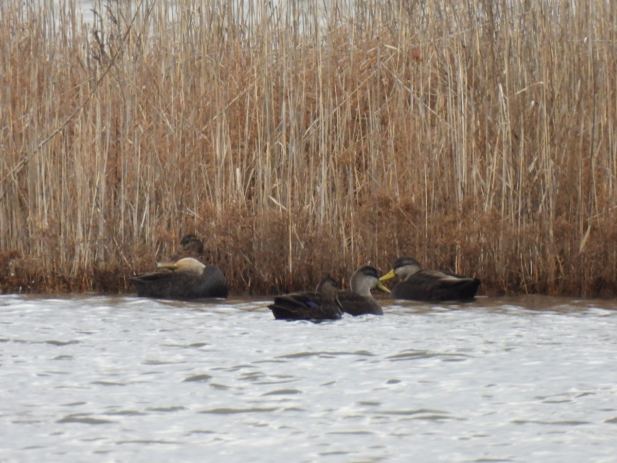 American Black Duck - ML615899273