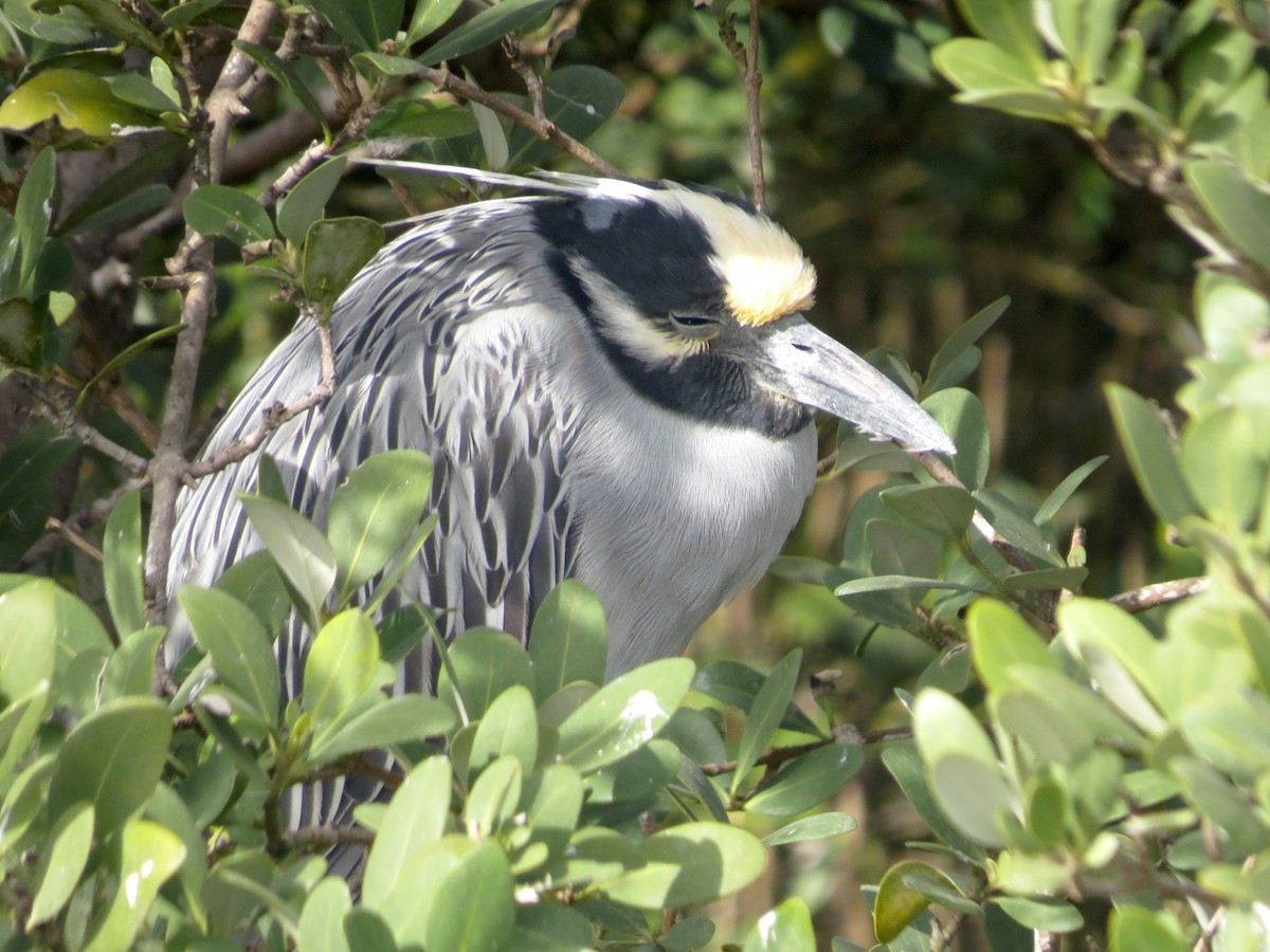 Yellow-crowned Night Heron - Brandon Lentz