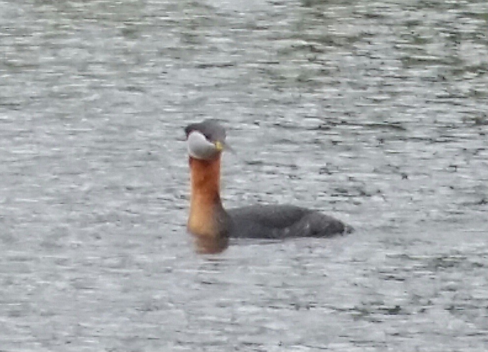 Red-necked Grebe - Brad Grover