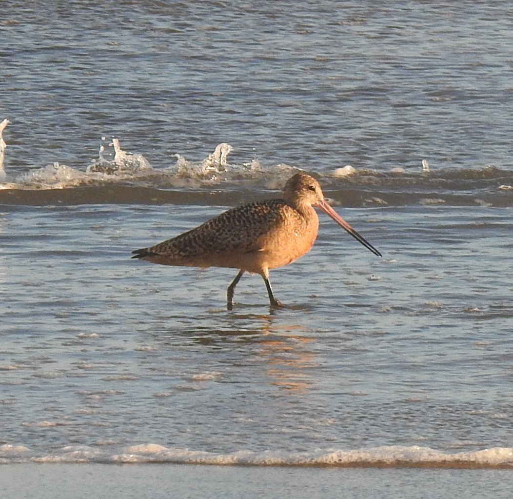 Marbled Godwit - ML615899395