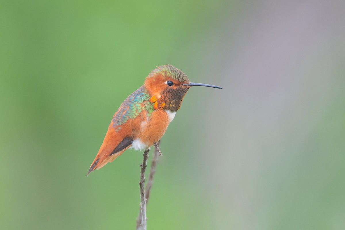 Allen's Hummingbird - ML615899423