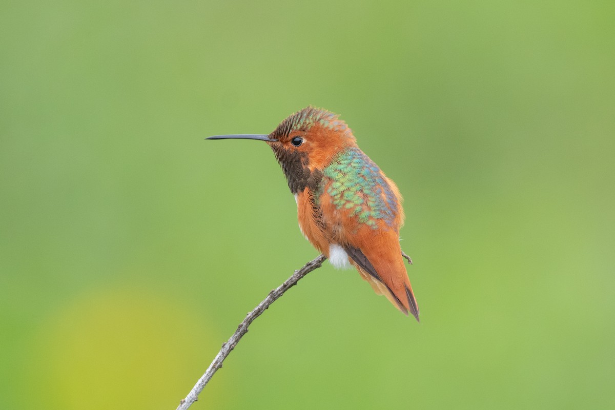 Allen's Hummingbird - ML615899425