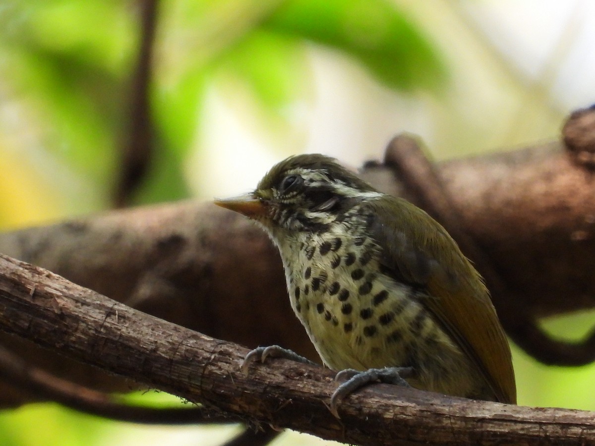 Speckled Piculet - ML615899428