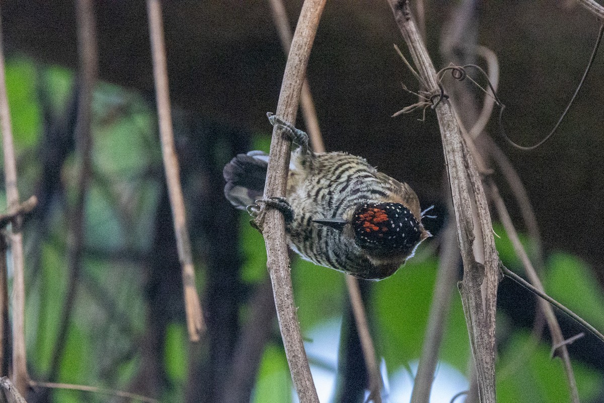 Ochre-collared Piculet - ML615899431