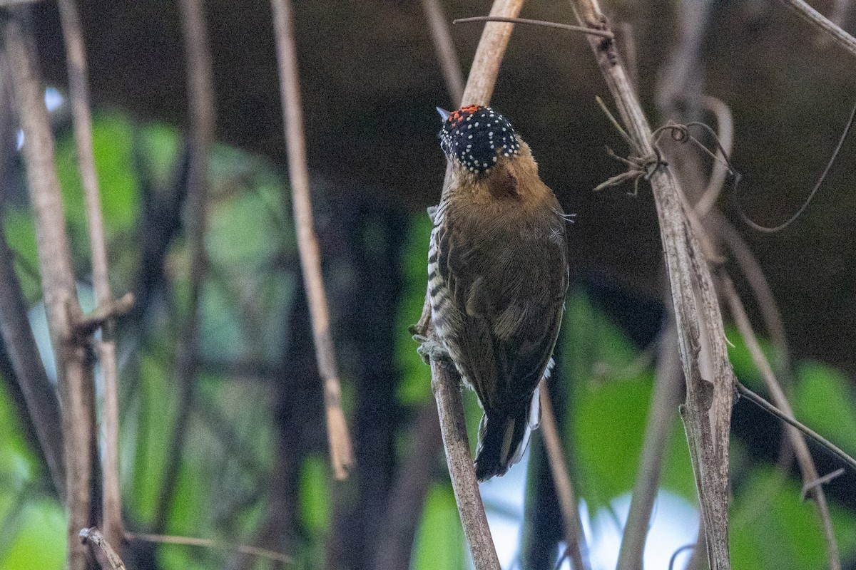 Ochre-collared Piculet - ML615899432