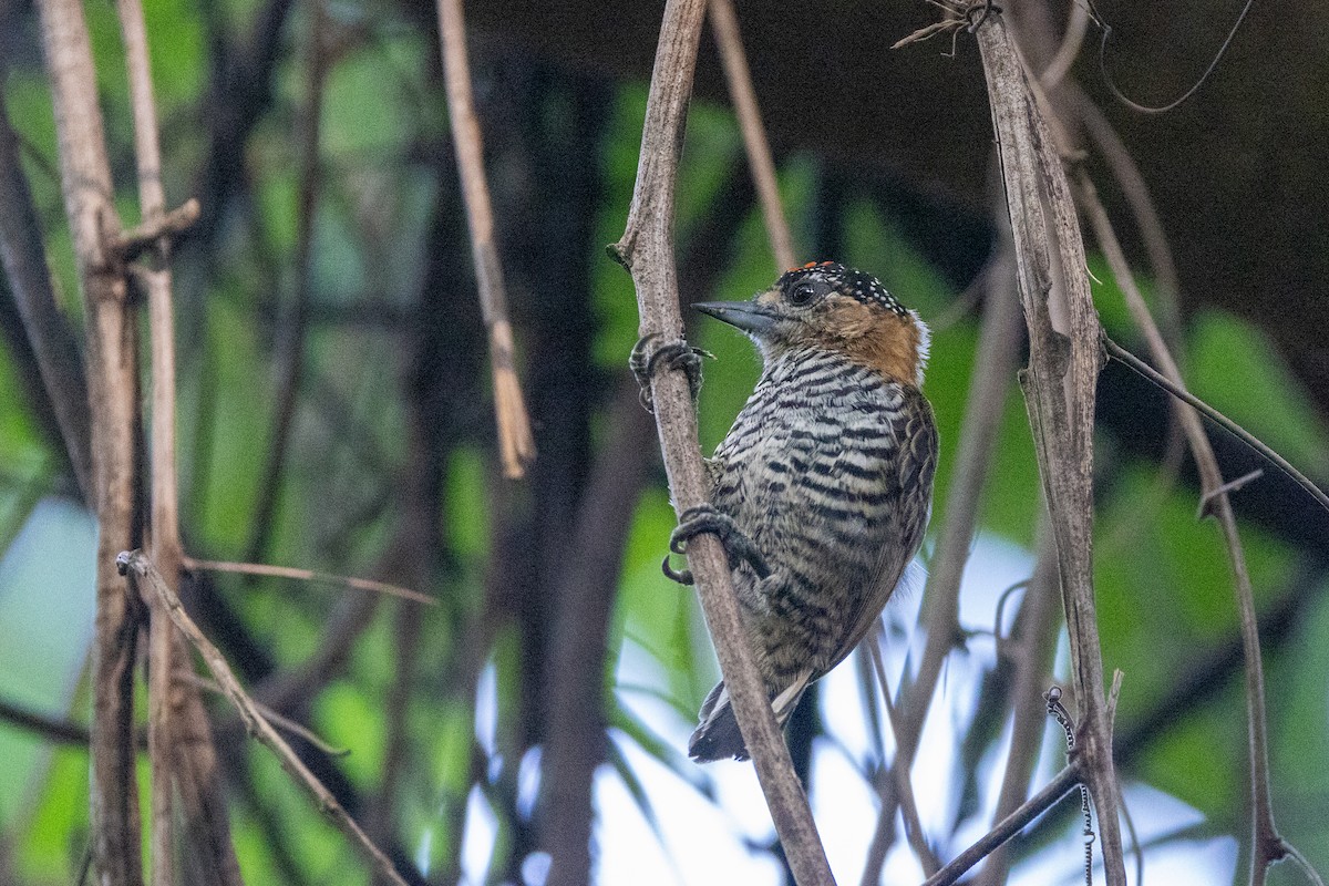Ochre-collared Piculet - ML615899433