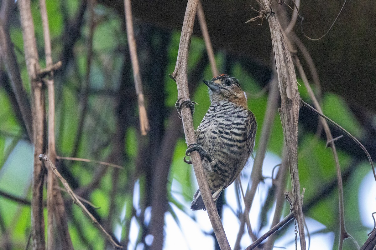 Ochre-collared Piculet - ML615899434