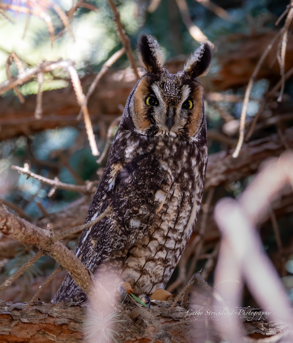 Long-eared Owl - ML615899439