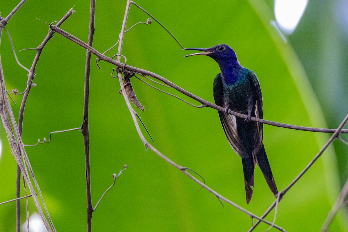 Swallow-tailed Hummingbird - ML615899445