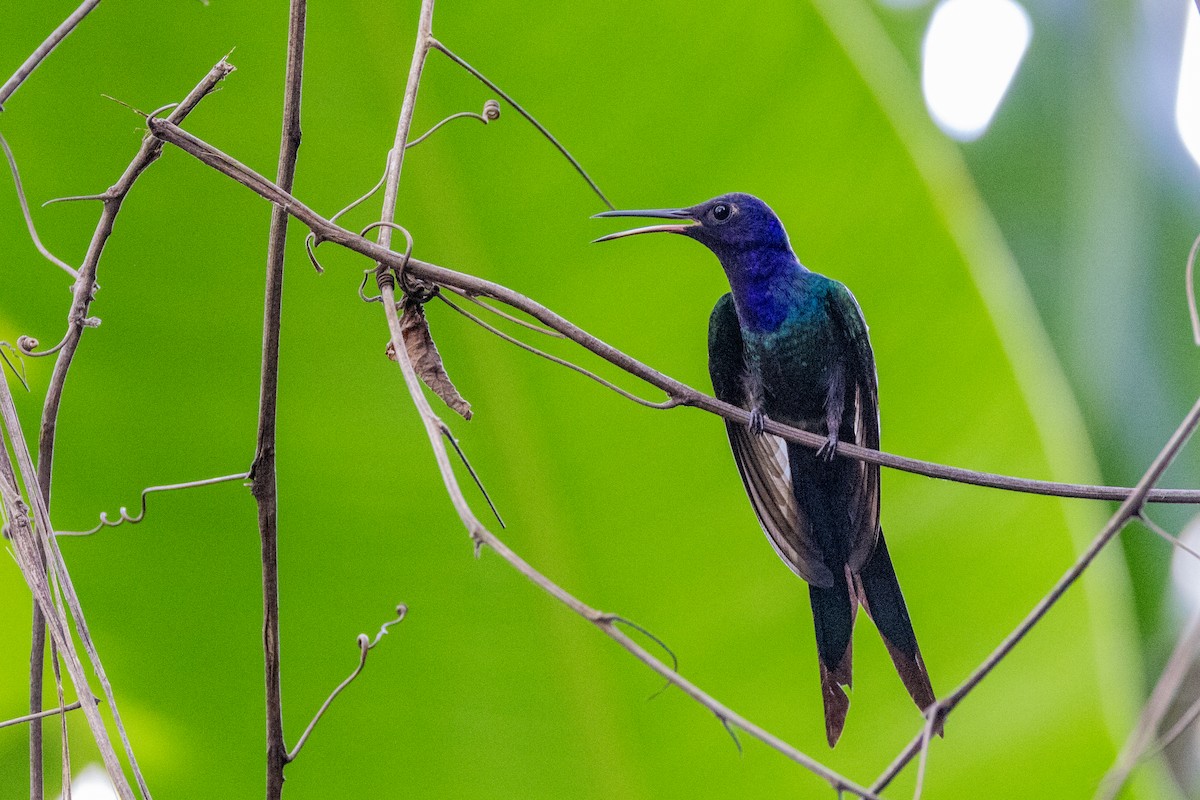 Swallow-tailed Hummingbird - ML615899446