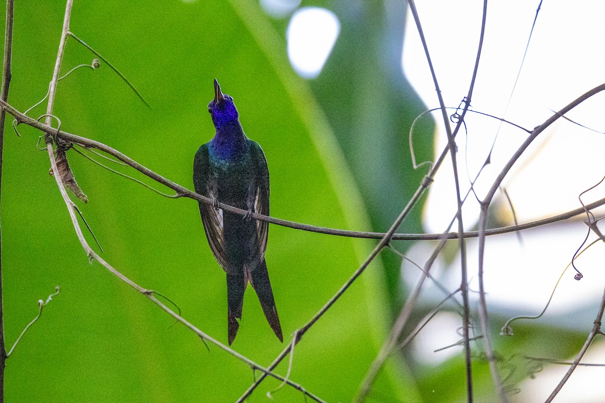 Swallow-tailed Hummingbird - ML615899447