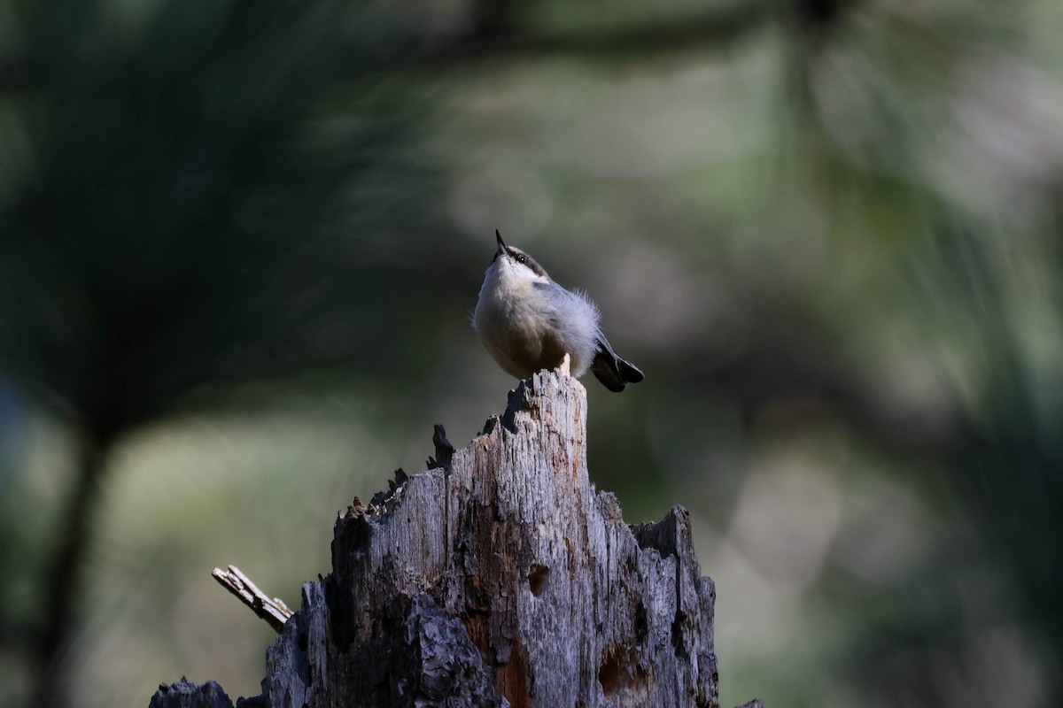 Pygmy Nuthatch - ML615899463