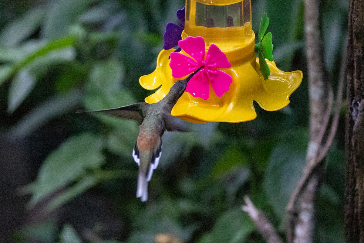 kolibřík Pretreův - ML615899476