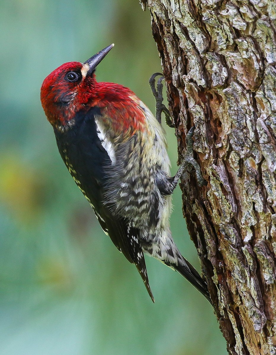 Red-breasted Sapsucker - ML615899543