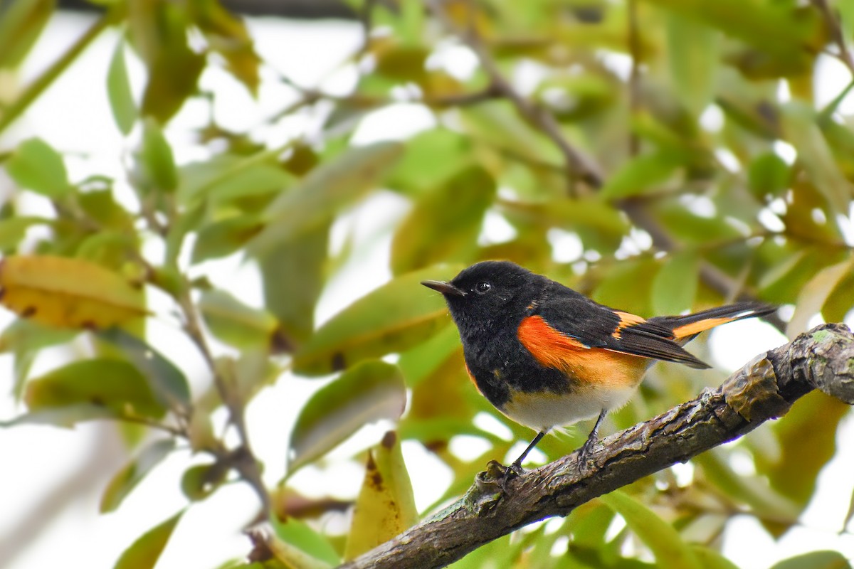 American Redstart - Nathanial O’Connell