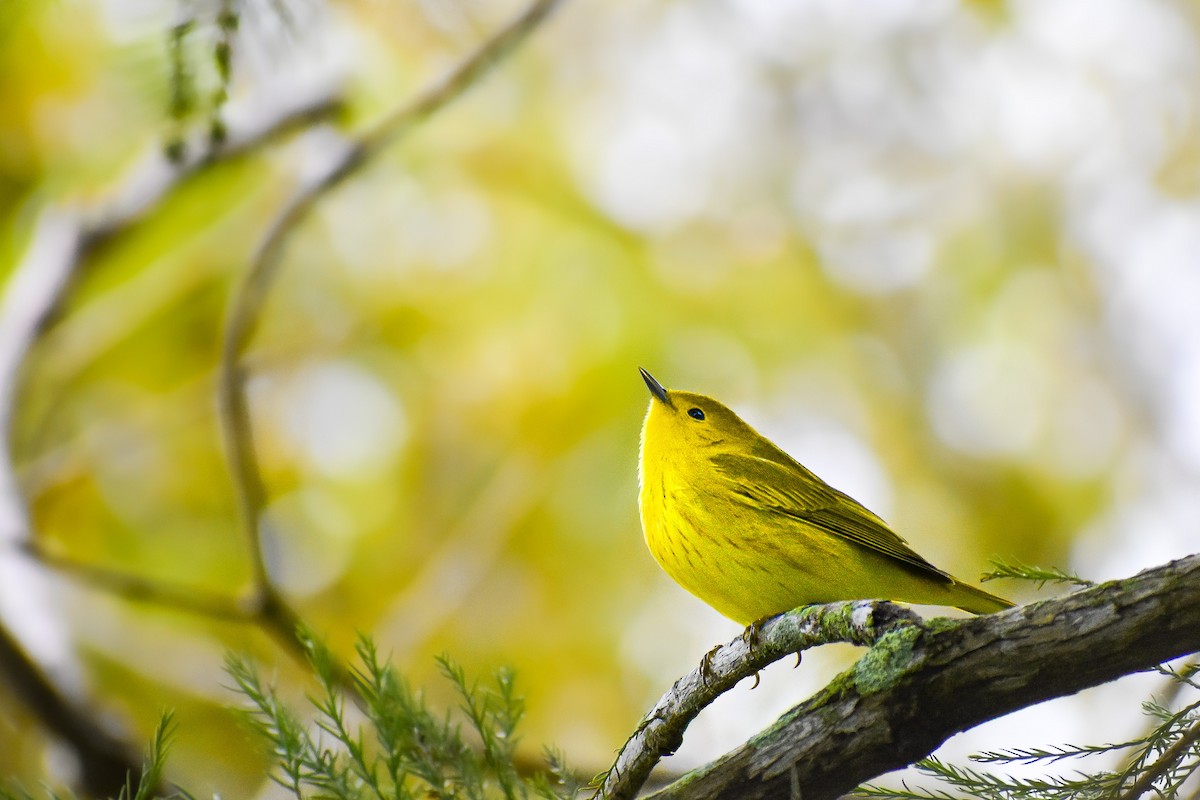 Yellow Warbler - Nathanial O’Connell