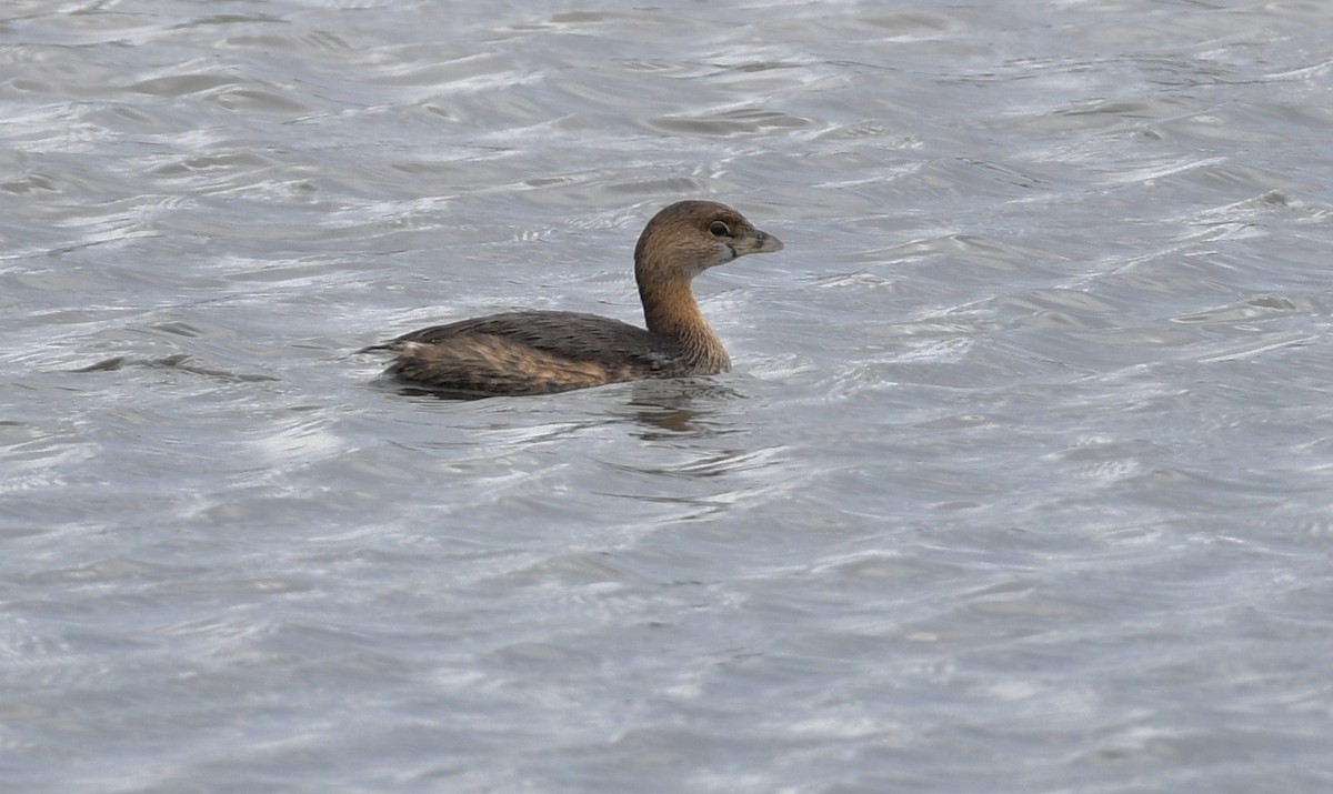 Pied-billed Grebe - ML615899704