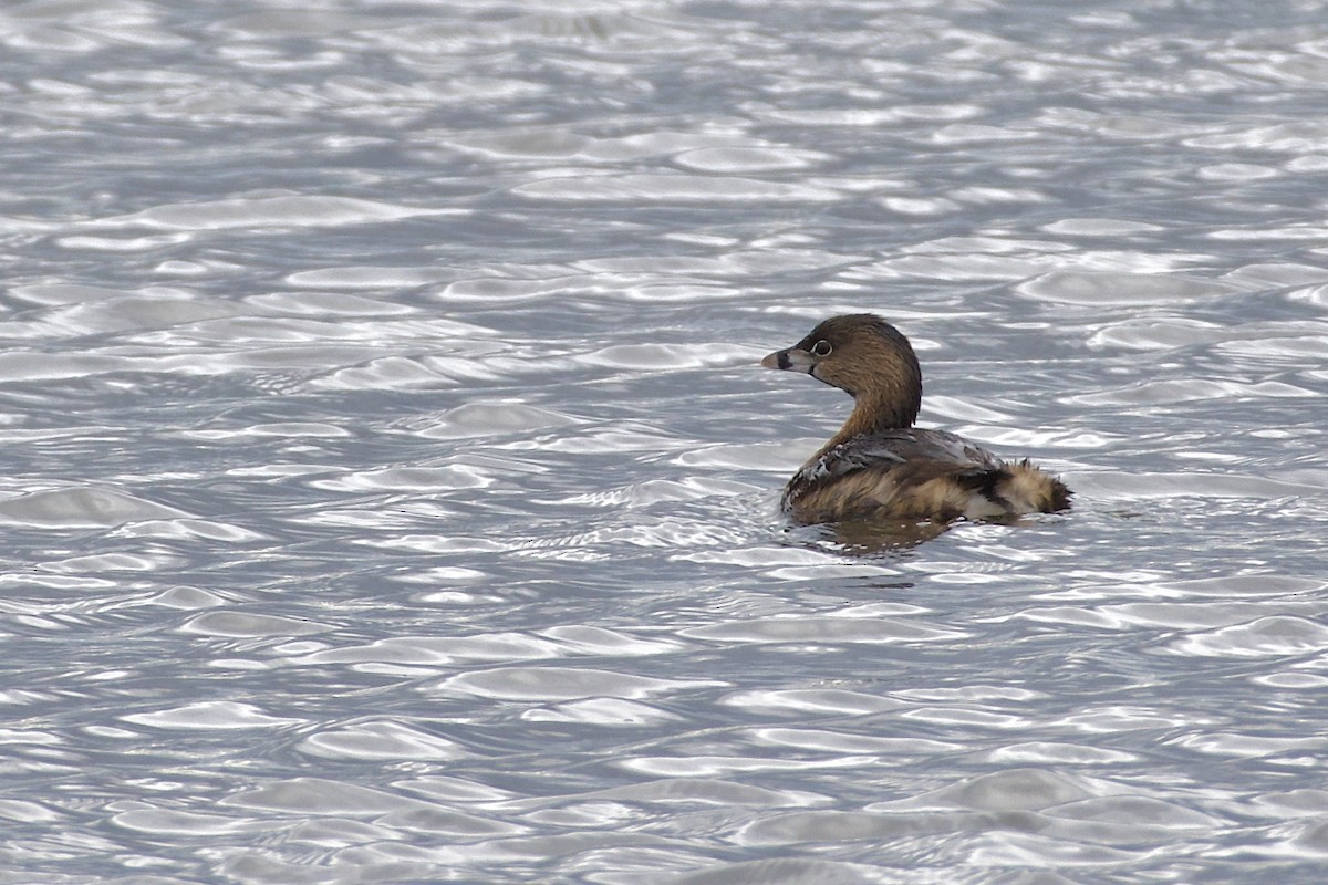 Pied-billed Grebe - ML615899705