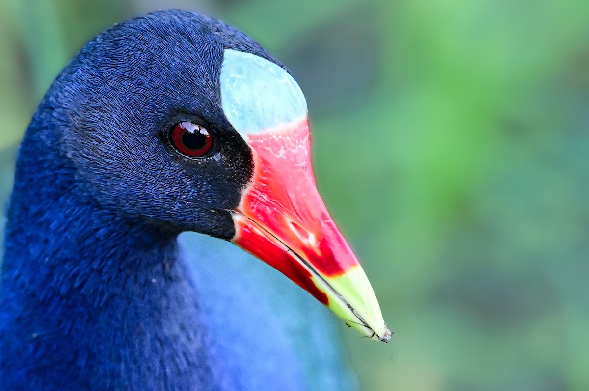 Purple Gallinule - ML615899707